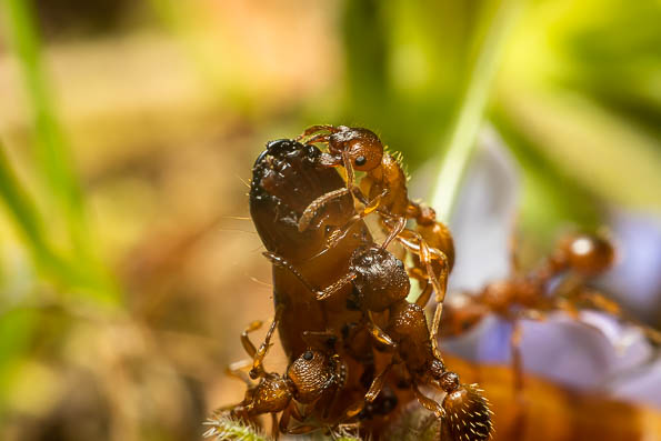 Ants macro photography